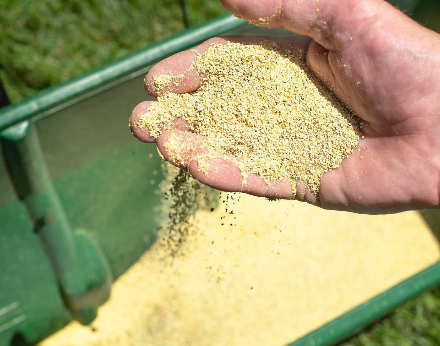 Overseeding with fresh seed in Nashville